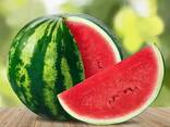 Арбузы из Узбекистана - фото 3