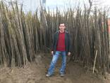 Chandler - Fernor Walnut Saplings (Tree)