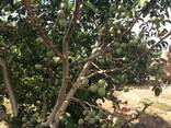 Chandler - Fernor Walnut Saplings (Tree)