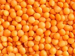 Чечевица красная