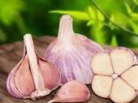 Чеснок - фото 1