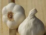 Чеснок - фото 3