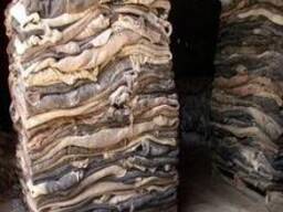 Dry Salted Cow Hides /Dry Salted Cow Skins