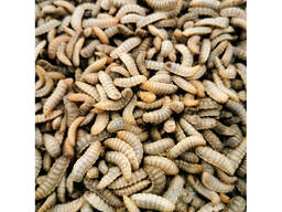 Экспорт жира и высушенной личинки чёрной львинки (Туркменистан)