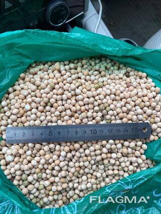 Горох Продовольственный