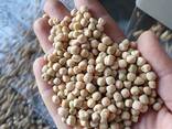 Горох Продовольственный - фото 2