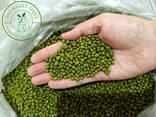Green Mungbean - photo 1