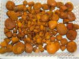 Livestock, ox gallstone and ostrich chicks - photo 3