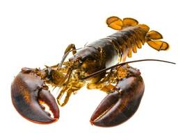 Lobster