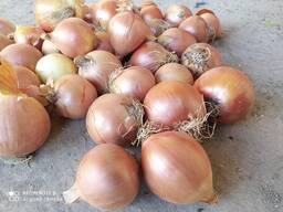 Лук из Туркменистане