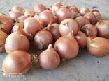 Лук из Туркменистане - фото 1
