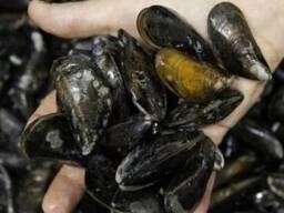 Мидии каспийские морские