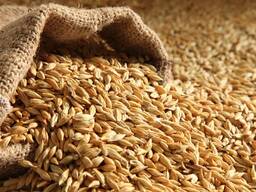 Original quality barley