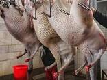 Ostrich meat - photo 3