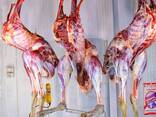 Ostrich meat - photo 1