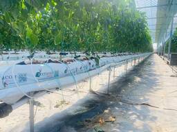 Почва Cocopit производство Шри-Ланка