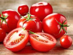 Помидор