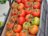 Помидоры из Туркменистана - photo 2