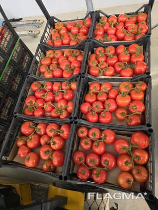 Помидоры из Туркменистана