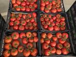 Помидоры из Туркменистана - photo 1