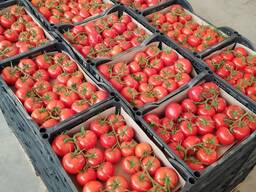 Помидоры класные