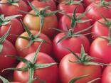 Помидоры томат - фото 1
