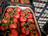 Помидоры томат - фото 3