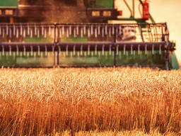 Предлагаем пшеницу