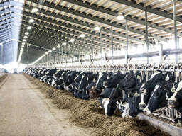 Продажа нетелей, бычков молочных и мясных пород из Прибалтики (Латвия, Литва, Эстония)