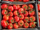 Продажа Помидор, томатов из Туркменистана на экспорт
