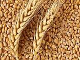 Пшеница Кукуруза зерно всех видов - photo 1