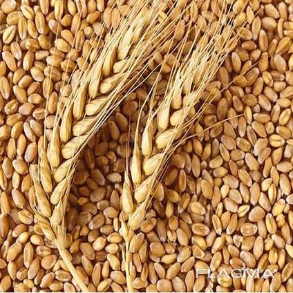 Пшеница Кукуруза зерно всех видов