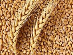 Пшеница Кукуруза зерно всех видов