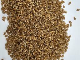 Пшеница, ячмень