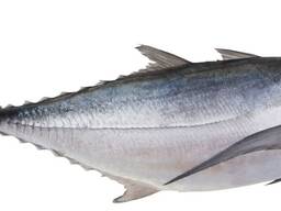 Сельдь Скумбрия Ставрида Хек ТОЛЬКО ОПТ!