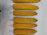 Семена кукурузы - фото 2