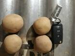 Семенной картофель Коломбо, Ривьера 1 и 2 репродукции - фото 1