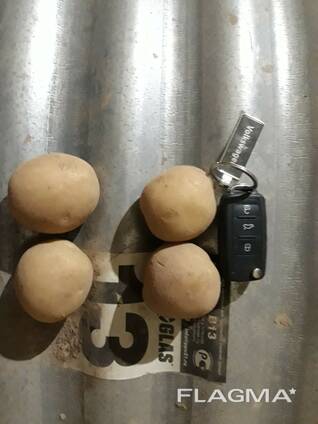 Семенной картофель Коломбо, Ривьера 1 и 2 репродукции