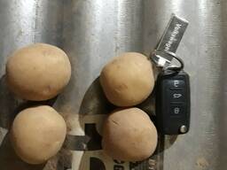 Семенной картофель Коломбо, Ривьера 1 и 2 репродукции