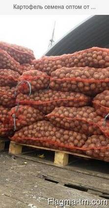 Семенной картофель гала