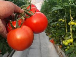 Помидор