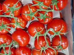 Свежие помидоры
