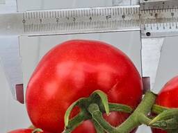 Томаты премиум класса из Туркменистана