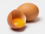Яйцо пищевое С1 - фото 1